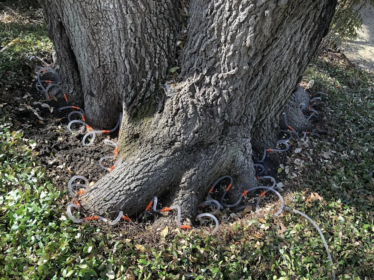 Detailed Tree Cabling and Bracing job site in Swords Creek