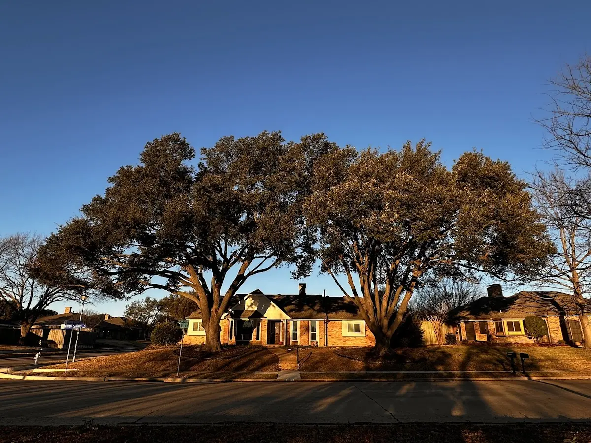 Established residential canopy tree shading a home in Swords Creek